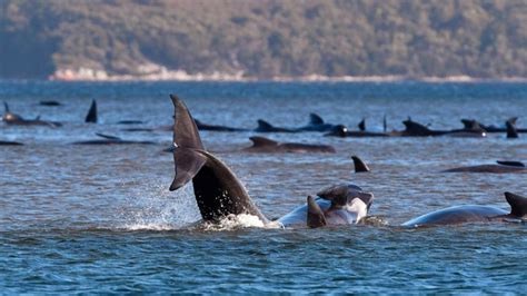 Australia saves 25 stranded pilot whales, rescue efforts continue.
